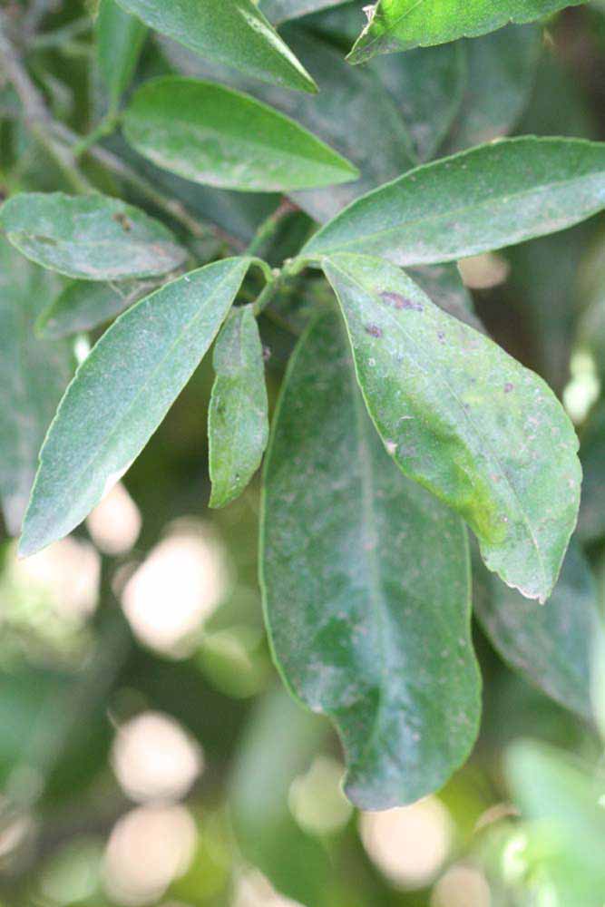              Shade leaves (Riverside, CA)       